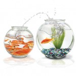 Goldfish