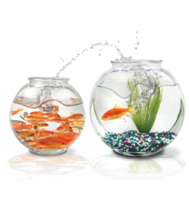 Goldfish